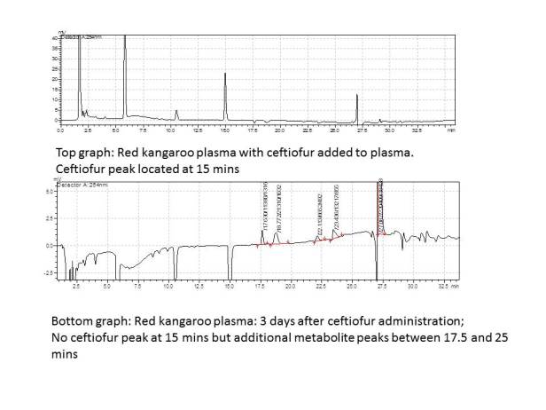 Benjamin s ceftiofur red kangaoo