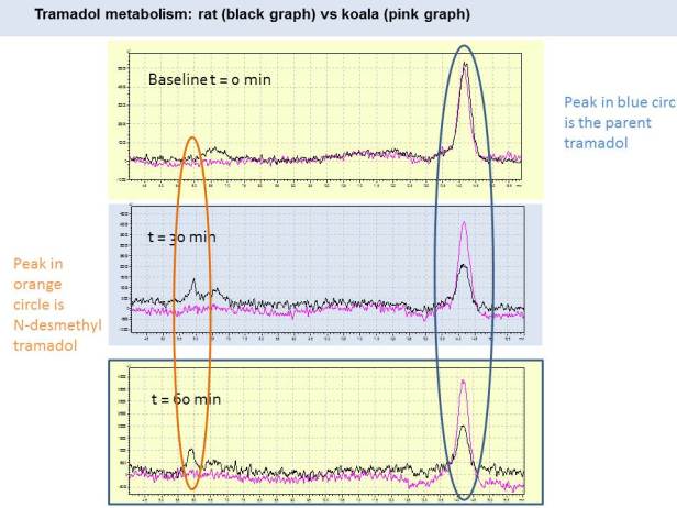Tramadol metabolism graphs